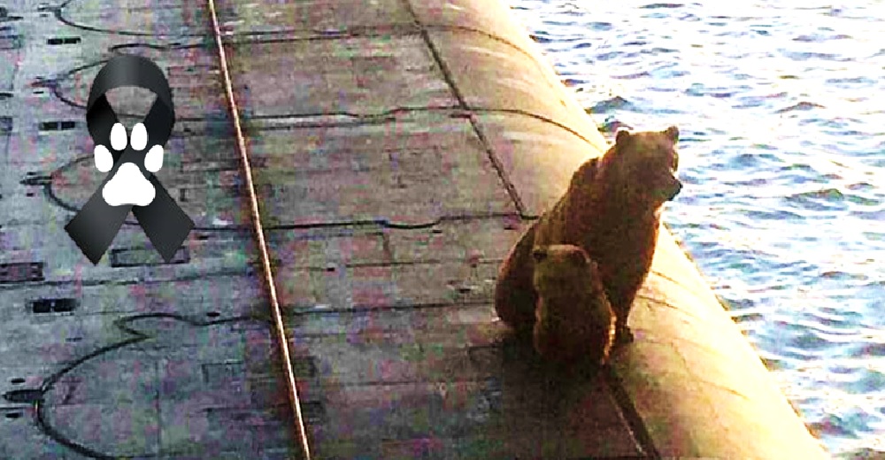 Una osa y su cachorrito pierden la vida injustamente por subirse a un submarino