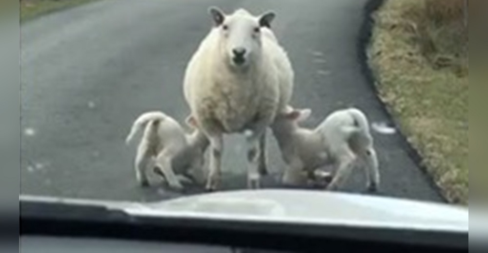 Oveja interrumpe el tránsito en una carretera para amamantar tranquilamente a sus crías