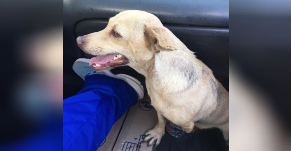 Se detienen para rescatar a un triste perrito sin una pata que luchaba por cruzar la calle