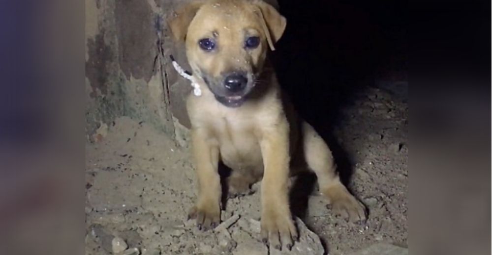 Rescatan a una perrita atada del cuello que fue abandonada en una vieja casa