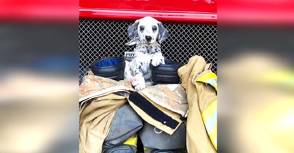 Un adorable cachorrito es recibido por un cuerpo de bomberos para ofrecer su ayuda