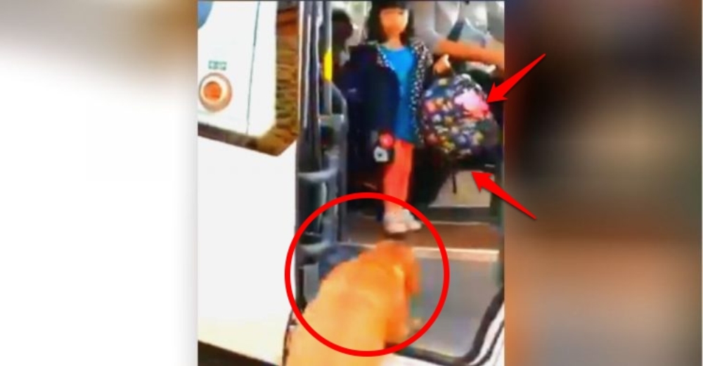 Su adorable perrito espera con ansias el autobús escolar para ayudarla a llevar su mochila