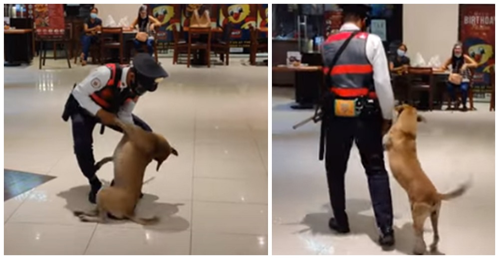 Graban al guardia que echó a la calle al perrito que solo buscaba refugio en un centro comercial