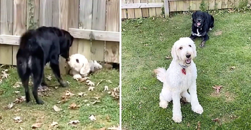 Un perrito se resiste a que una simple cerca lo impida conocer a su nueva vecina