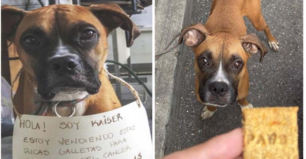 «Vendo ricas galletas para salvarme» – Pide ayuda para pagar el tratamiento de su amado perro