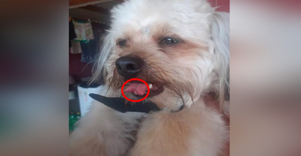 Su perro regresa de la peluquería canina con la lengua cortada y pide justicia- «Llora de dolor»