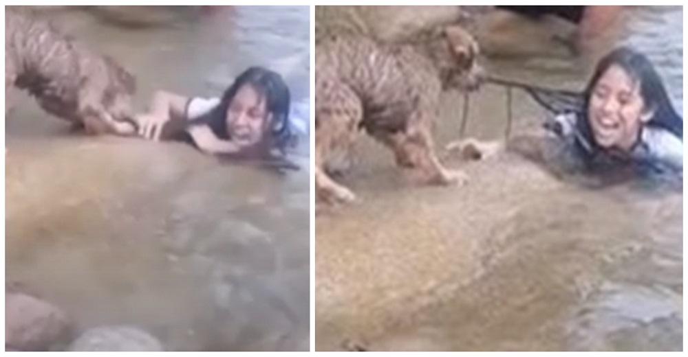 Desesperado perro se lanza a un río y no para de tirar del pelo de su humana hasta «salvarla»