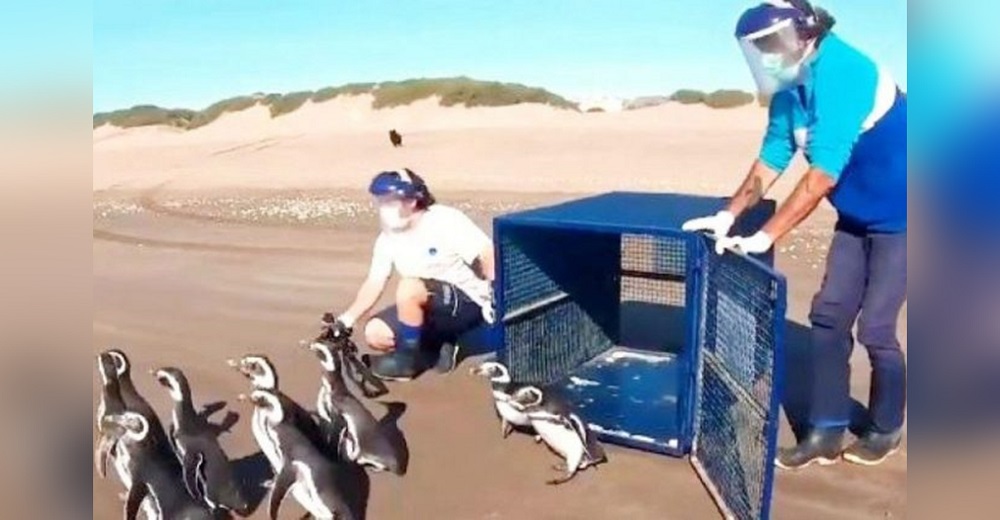 Graban el momento en que pingüinos rehabilitados finalmente son liberados en la playa