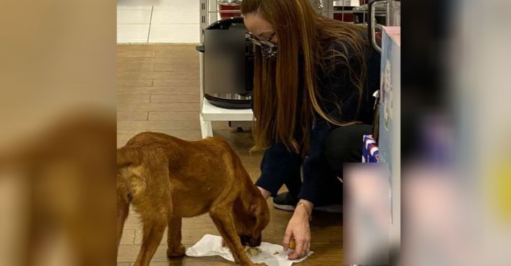 Vendedora le da lo único que tenía para comer a un perro sin hogar pensando que nadie la veía