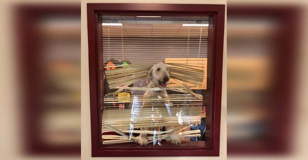 Travieso perrito sigue a los niños hasta la escuela y termina en la oficina de director