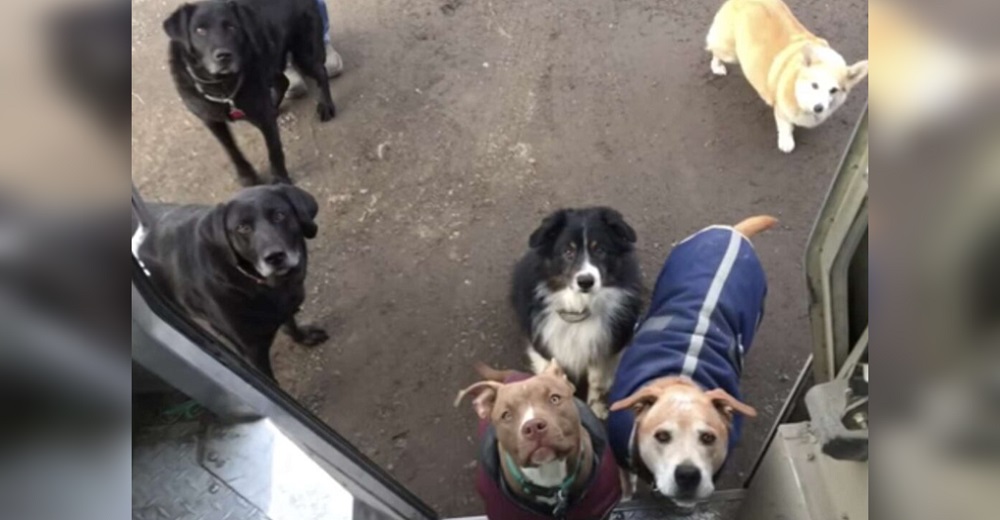 El repartidor de correos que reacciona cuando es interrumpido por cada perrito en su ruta