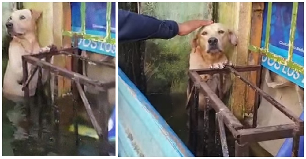 Perrito abandonado se aferró con sus patitas a una ventana en una inundación temiendo lo peor