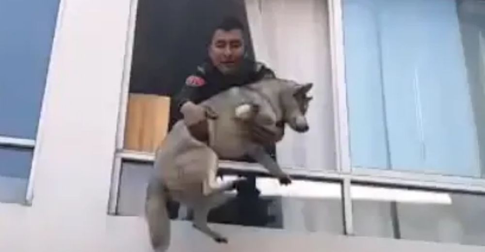 Los policías hacen lo posible por salvar a un perrito que quedó atrapado en un incendio