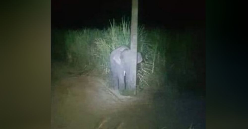 Elefante bebé comete un ingenuo robo y se esconde avergonzado detrás de un estrecho poste