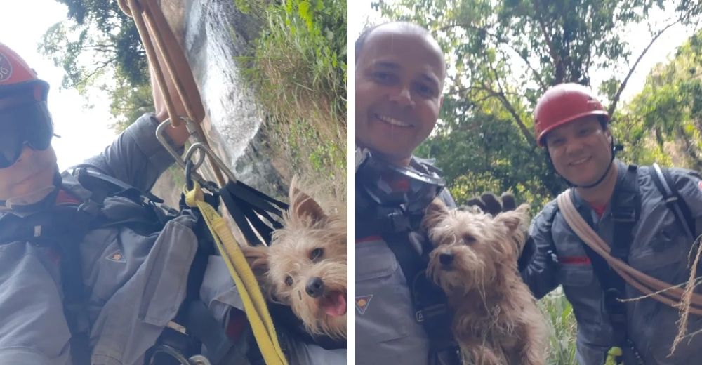 Los bomberos acuden a rescatar a un perrito que tenía 5 días atrapado entre rocas