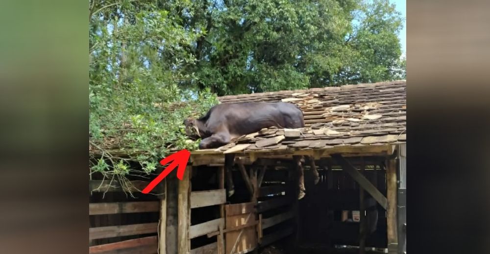 Hacen de todo para rescatar a la desafortunada vaquita que quedó atrapada sobre un techo