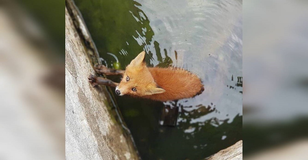 Zorrito bebé cae en una piscina contaminada y pasa horas luchando incansablemente por su vida