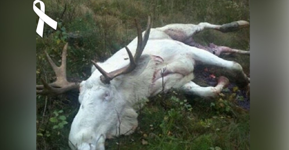 Ofrecen miles de dólares para encontrar a quienes acabaron con la vida de un hermoso alce blanco