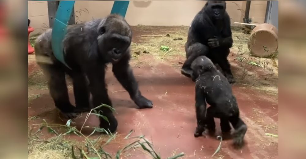 «Parecen felices, pero no lo son» –  La verdad del momento de juego de unos gorilas en un zoo