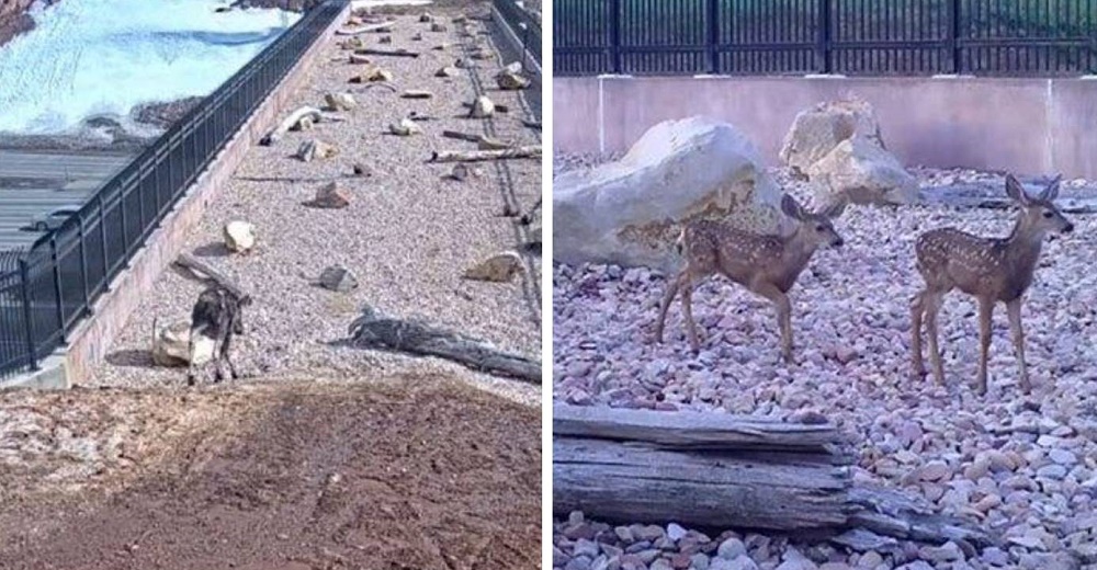 Cámaras ocultas graban a animales salvajes usando un puente para salvar su vida