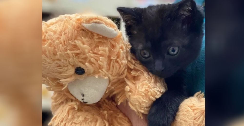 Una gatita bebé desamparada se niega a separarse del oso de peluche que le ofrece protección