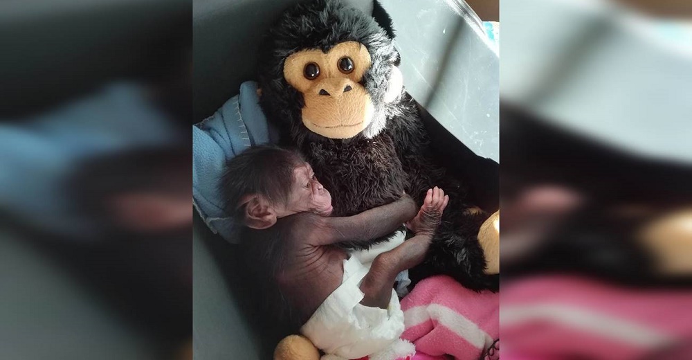 Un chimpancé bebé rechazado por su madre encuentra consuelo en un mono de peluche