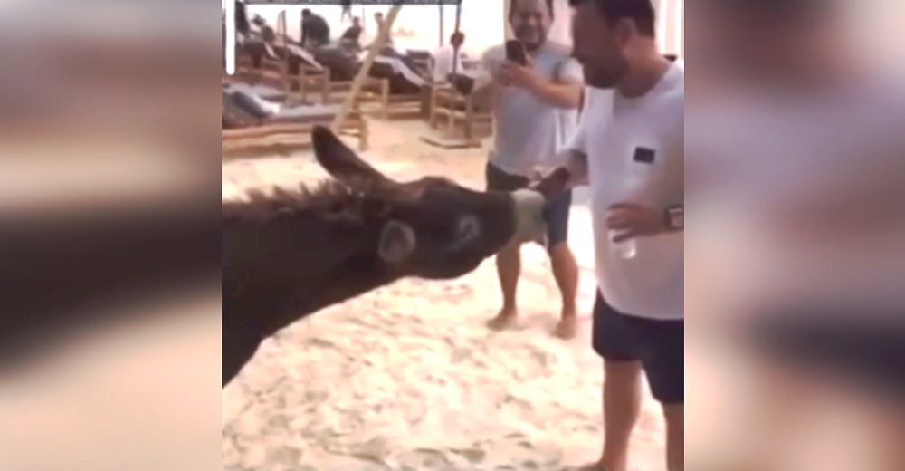 Denuncian al hotel que permite que los turistas se diviertan emborrachando a un pobre burro