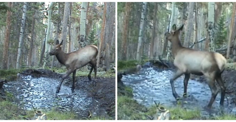 Captura la reacción de un alce en un charco de barro cuando cree que nadie lo está mirando