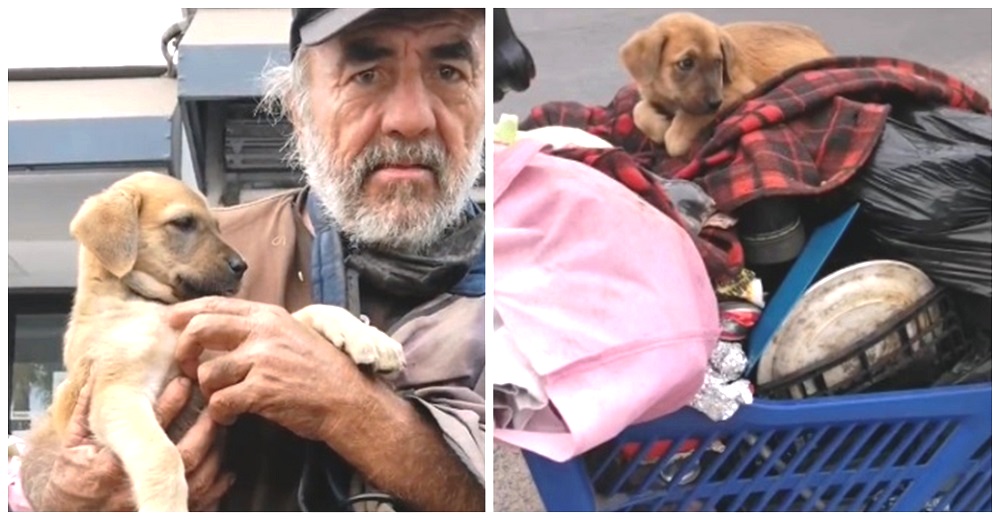 Abuelito indigente que se hizo viral tras pedir ayuda para su perrita, sufre por no tenerla más