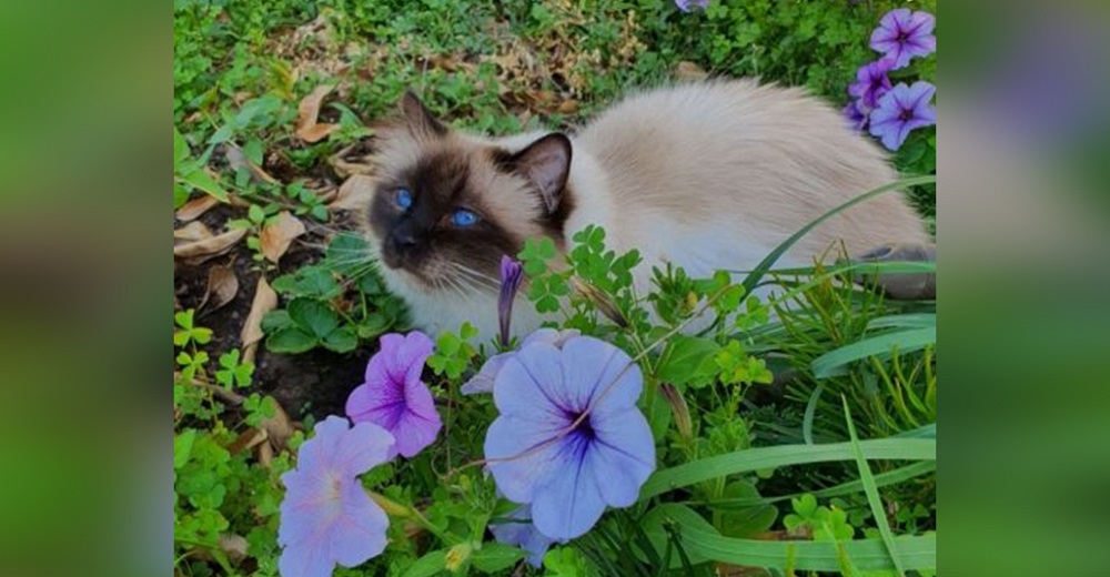 Gatito no para de maullar hasta que su papá haga algo por la criatura herida que suplicaba ayuda