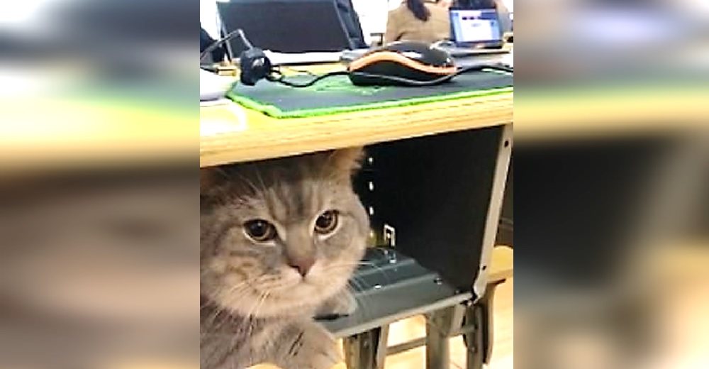 Un gato hace lo imposible por acompañar a su dueña durante su clase en la universidad