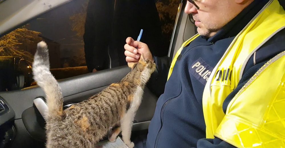 Un policía reacciona ante el gato callejero que saltó a su regazo apenas vio la puerta abierta