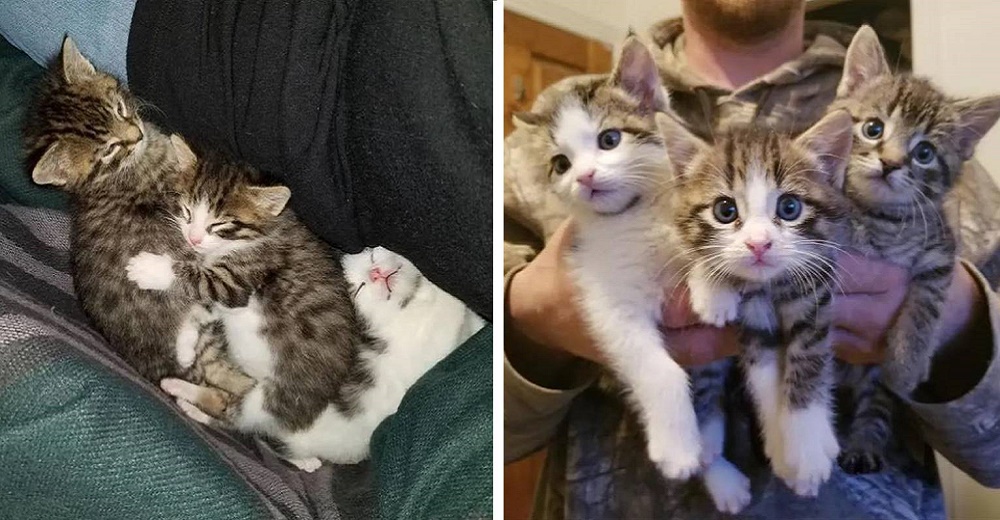 Salvan la vida de 3 gatitos que yacían con frío y hambre esperando que alguien los ayudara