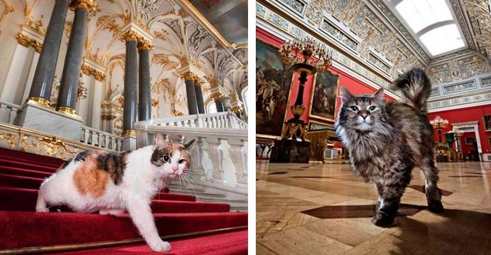 Los gatos que viven en un museo tocan el corazón de un hombre y él decide heredarles su fortuna