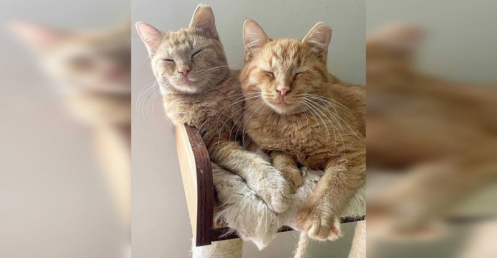 Rescatan a dos gatitos «salvajes» y quedan desconcertados con su manera de suplicar un hogar