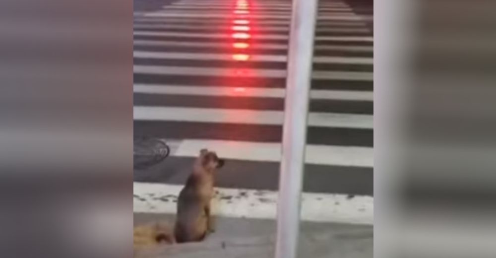 Graban al perro sin hogar que se quedó sin moverse frente al paso cebra sin que nadie lo ayudara