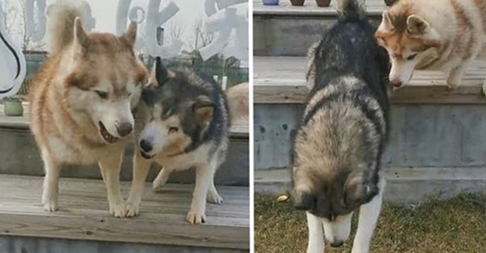 Perro husky descubre que su hermano ciego tiene pánico a saltar de la banca y actúa de inmediato