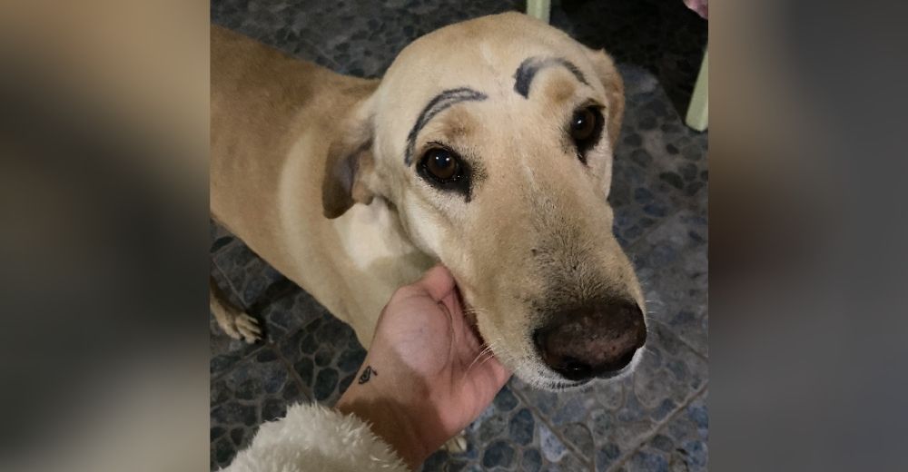 “Salió de la casa y regresó así”–Señalan a la dueña del perro encontrado con las cejas pintadas