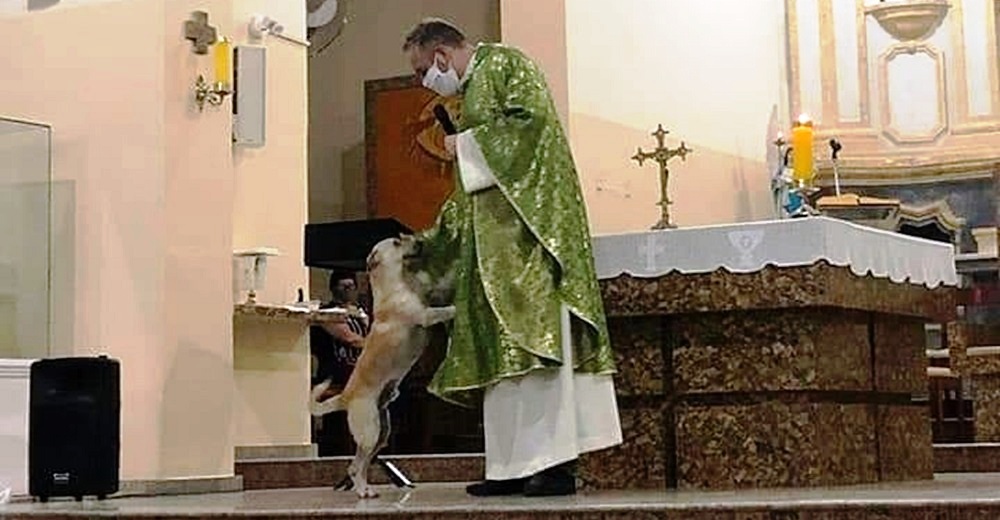 La reacción de un cura después de que perros callejeros irrumpieran en plena misa rogando ayuda