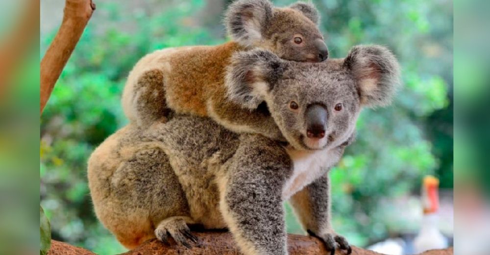 Declaran al koala «funcionalmente extinto» causando consternación en el mundo animal