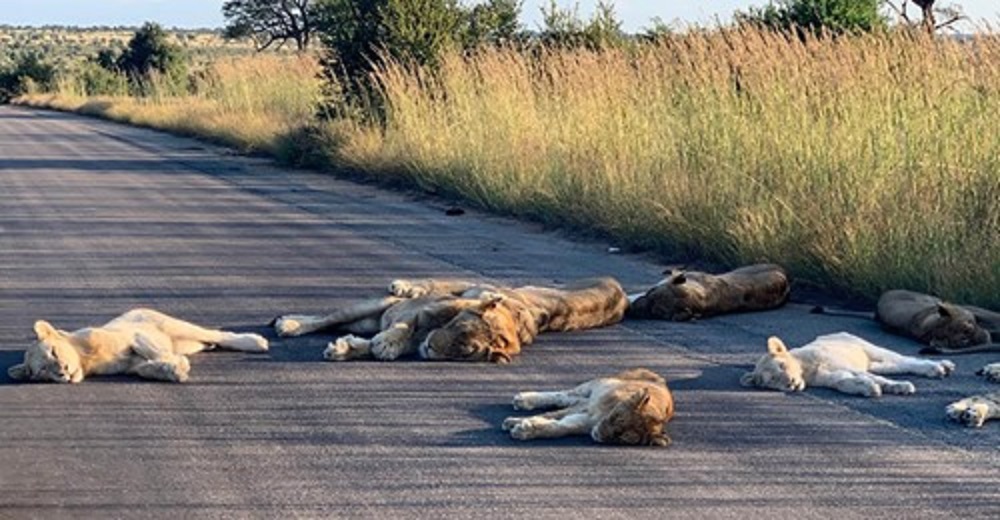 Captan a leones que interrumpieron la carretera para hacer la siesta durante la cuarentena