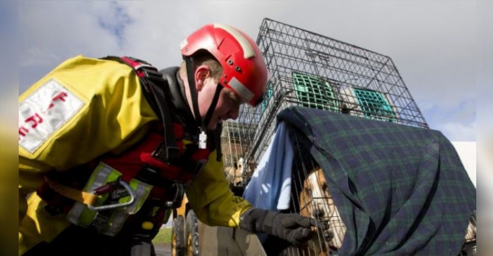 Bombero renuncia a su día de descanso para salvar a 46 perros hacinados en medio de las llamas