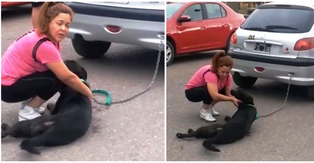 Increpan a la docente que arrastró a su perro varias calles atado a su coche para «castigarlo»