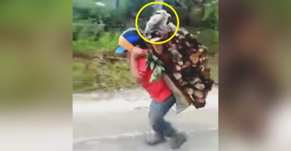 Un humilde niño carga a su perrito sobre su espalda mientras transporta pesados troncos