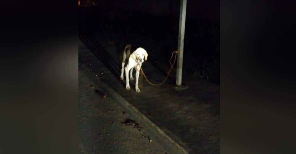 Aprovechan la noche para dejarlo amarrado a un poste en una carretera en medio de la oscuridad