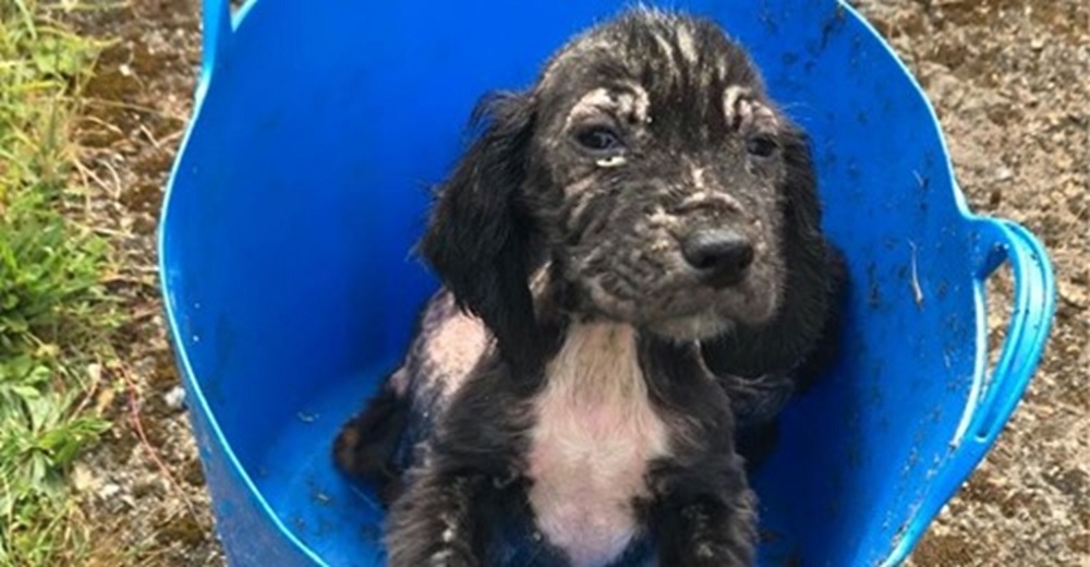 Perrito abandonado muy enfermo en la basura, ahora es el policía que deja a todos boquiabiertos