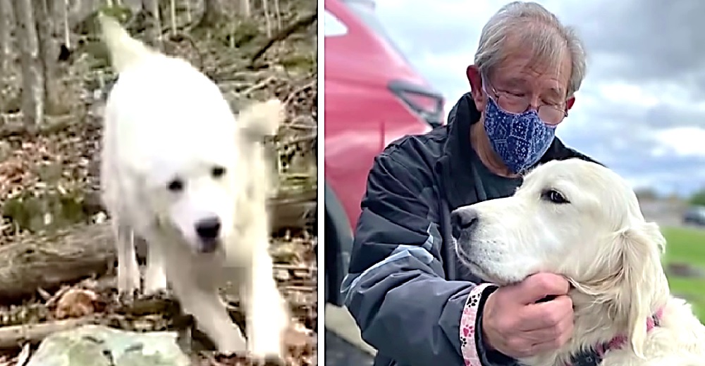 Un joven les responde a los afligidos abuelos que buscaban desesperados a su perrita perdida