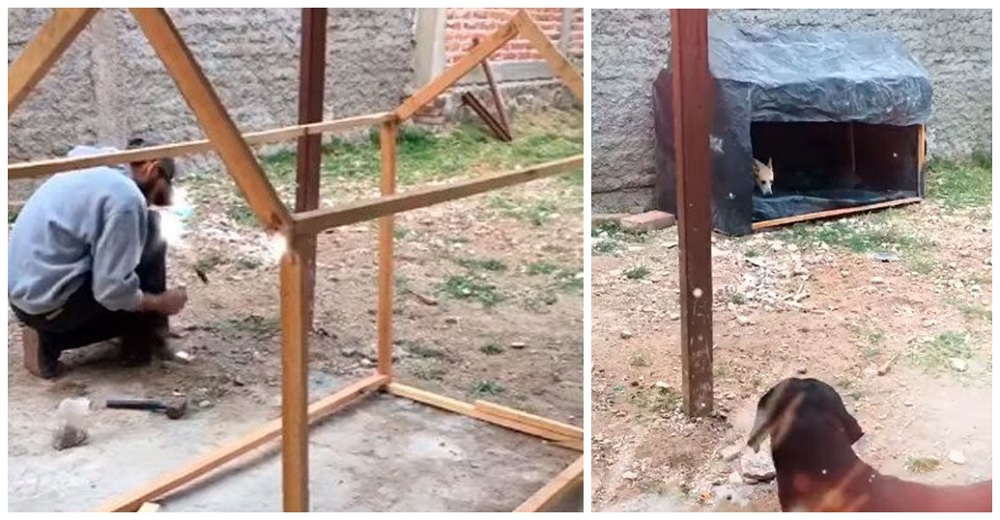 Construyen una casita de madera para los 3 perros callejeros que hallaron en tristes condiciones