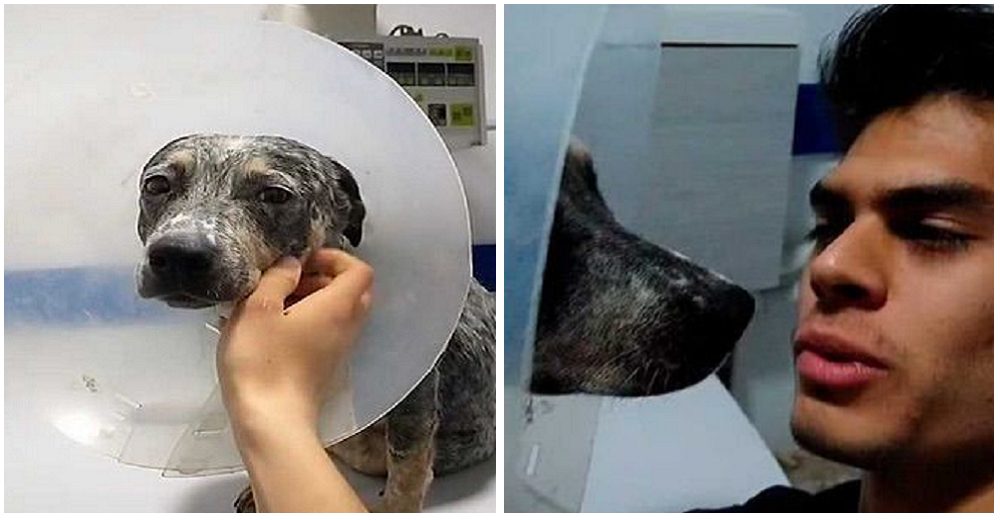 Abandonan a su perrita en la clínica para no pagar y el veterinario decide adoptarla