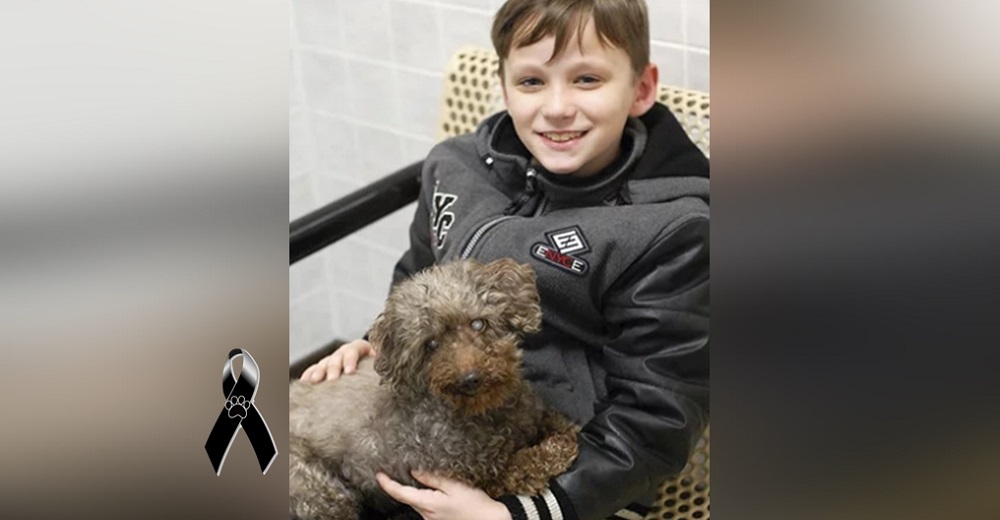 Un niño visita un refugio y termina adoptando al perrito más anciano que tanto esperó un hogar